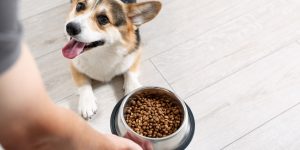 Top 5 Best Dog Foods for Healthy and Active Dogs
